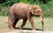 Borneo pygmy elephant