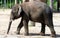 Borneo pygmy elephant