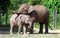 Borneo pygmy elephant