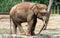 Borneo pygmy elephant