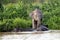 Borneo pygmy elephants Elephas maximus borneensis bathe in the river - Borneo Malaysia Asia