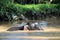 Borneo pygmy elephants Elephas maximus borneensis bathe in the river - Borneo Malaysia Asia