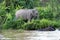 Borneo pygmy elephants Elephas maximus borneensis bathe in the river - Borneo Malaysia Asia