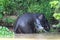 Borneo pygmy elephants Elephas maximus borneensis bathe in the river - Borneo Malaysia Asia