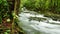 Borneo rain forest stream fall