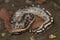 Borneo short-tailed blood python snake Python curtus breitensteini
