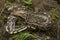 Borneo short-tailed blood python snake Python curtus breitensteini