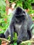 Borneo. Silver Leaf Monkey