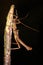 Borneo Spikey Stick Insect