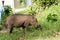 Borneo wild pig.