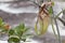 Borneo Wild Pitcher Plant Hangs by Tendril