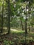 Borneo wild rainforest jungle view.