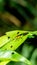 Borneo yellow assasin bug