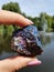 BORNITE peacock Gems Polished Healing Spiritual Tree Water Nature