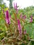 boroco plant ( celosia argentea) with pink/purple flowers