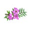 Boronia safrolifera, safrole boronia, species of flowering plant endemic to eastern Australia. Pink hand drawn australian flowers