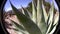 Borrego Desert California Agave CLOSE PAN UP