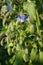 Borretsch - borage - starflower. One blossom and several closed buds. Picture 2