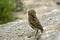 Borrowing Owl, athene cunicularia, Adult standing on Rock, Los Lianos in Venezuela