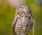 Borrowing Owl Athene cunicularia hypugaea looking left profile
