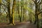 Borsdane Woods Local Nature Reserve, near Hindley, Wigan in Greater Manchester photographed early in the morning