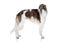 borzoi pictures