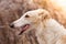 Borzoi