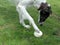 Borzoi dog eats a home made peice of ice cream.