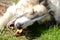 Borzoi dog lays on a lawn and chews a bone