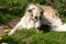 Borzoi dog lays on a lawn and chews a bone