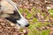 Borzoi dog sniffs to fresh burst beech leaves in a forest