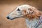 Borzoi dogs on hunting