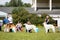 Borzoi dogs outdoor on dog show at summer