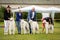 Borzoi dogs outdoor on dog show at summer