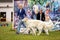 Borzoi dogs outdoor on dog show at summer