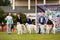 Borzoi dogs outdoor on dog show at summer