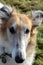 Borzoi face portrait