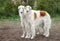 Borzoi hounds