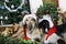 Borzoi puppies as father christmas