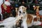 Borzoi puppies wishing merry christmas