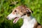 Borzoi puppy head