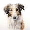 Borzoi puppy on a white background. Cute digital watercolour for dog lovers
