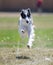 Borzoi Russian Hound on a lure course