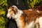 Borzoi Russian hound posing in front of the green bushes