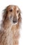 Borzoi or Russian Wolfhound