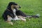 Borzoi Russian Wolfhound black and tan male laying in the grass.