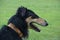 Borzoi Russian Wolfhound black and tan male profile
