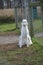 Borzoi Russian Wolfhound female at the gate.