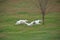 Borzoi Russian Wolfhound female at the gate.