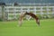 Borzoi Russian Wolfhound playing in the field